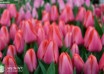 Tulipa Barre Alta ® (3)